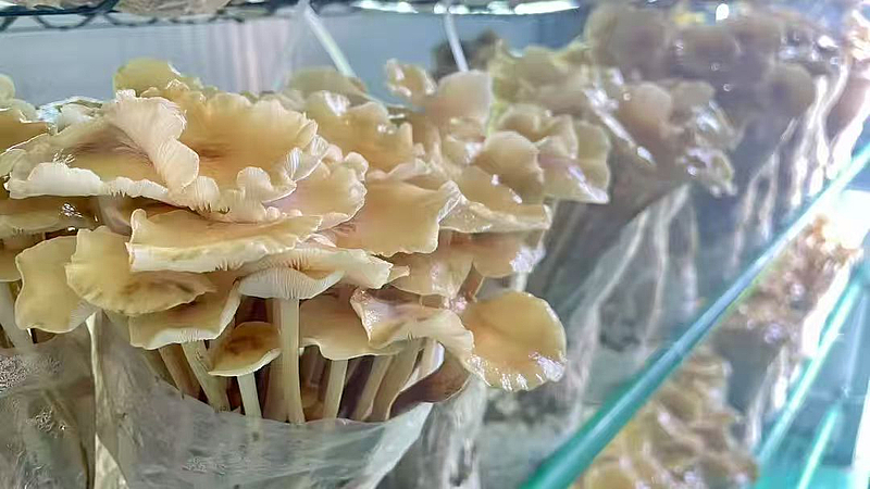 棚掌柜 打造會(huì)思考的‘農(nóng)場’，以軟件開發(fā)賦能現(xiàn)代農(nóng)業(yè)新發(fā)展